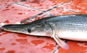 Kỳ lạ cá sấu phát ra tiếng chó sủa