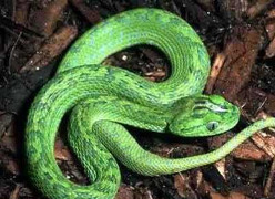 Chuyện về những loài rắn độc nhất hành tinh