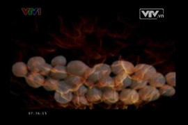 Sự thật về bí ẩn Xá lợi