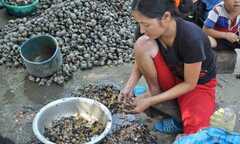Người Hà Nội 'làm giàu' từ 'kẻ thù' của nhà nông