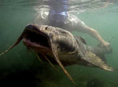 Loạt thủy quái khủng bị con người chinh phục