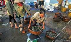 Thu mua ốc bươu vàng kiểu... 'xã hội đen'