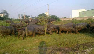 Thành tỷ phú nhờ nuôi trâu giữa phố