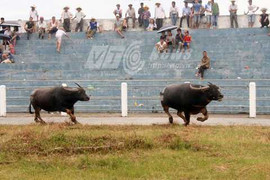 Sau lễ hội chọi trâu, lãnh đạo quận Đồ Sơn...'rất bận'?