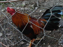 Chết bất thường sau khi bị công an bắt vì... trộm gà