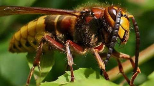 Thế giới 24h: Ong khổng lồ giết người ở Trung Quốc