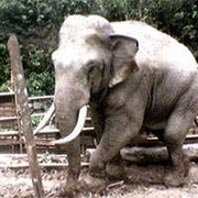 20 con voi rừng tấn công một thị trấn trong đêm