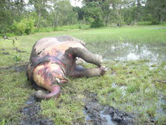 81 con voi bị đánh bả chết giữa công viên