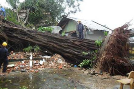 Clip: Cây đa 100 tuổi bật gốc, đè sập nhà dân