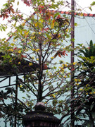 Kỳ lạ mai trổ hoa, đào kết trái giữa phố núi