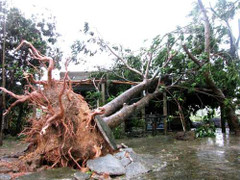 Cả miền Trung tan hoang trong bão