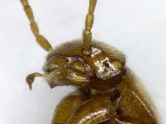 Xuất hiện loài bọ cánh cứng không có mắt