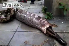 Rợn người xem trăn nôn ra chó