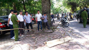 Hà Nội: Cành cây rơi trúng đầu, một phụ nữ tử vong