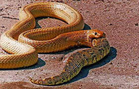 Xem rắn san hô cực độc nuốt chửng đồng loại