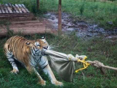 Trò chơi 'độc': Kéo co với hổ dữ