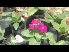 Kỳ lạ hoa nở rực rỡ trong vỏ lựu đạn cay