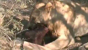 Video: Sư tử đào hang bắt sống lợn rừng
