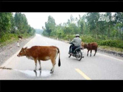 Bình Dương: Tạm giữ con bò gây tai nạn chết người