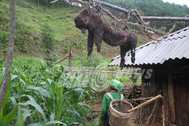 Vì sao người Mông giết chó, nhét bùa vào bụng và treo trước cổng?