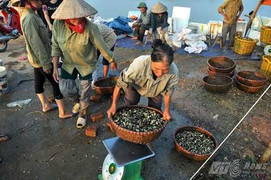 Clip: Đổ xô săn ốc bươu vàng bán cho Trung Quốc