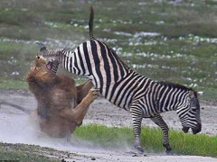 Clip: Ngựa vằn tung 'cước' đá lệch hàm sư tử