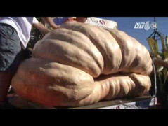 Tới thung lũng trồng toàn bí ngô khổng lồ