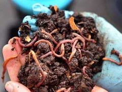 Hàng không 'thiết đãi' khách bằng bánh kẹp... giun