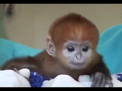 Lạ kỳ chú khỉ sơ sinh có khuôn mặt em bé