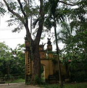 Xôn xao chuyện rao bán 'cụ sưa' 50 tỷ đồng