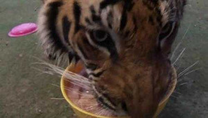 Xem hổ đói chạy thục mạng lao về phía thức ăn