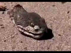 Chặt đứt đầu, rắn vẫn hung hăng cắn người