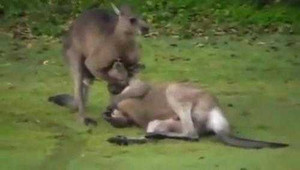 Kangaroo hạ gục đối thủ bằng 'tuyệt chiêu' bóp cổ