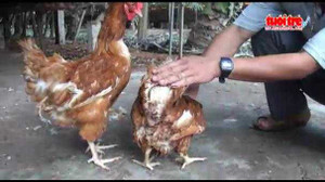Kì lạ gà có 4 chân ở Tiền Giang