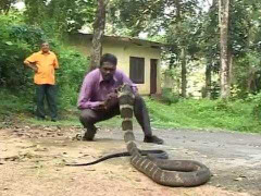 Rợn người clip tay không bắt hổ mang chúa