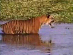 Clip: Chúa sơn lâm xuống đầm lầy cướp mồi của cá sấu