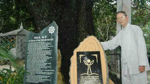 Ly kỳ cây thị cổ đột ngột sống lại sau 30 năm chết khô