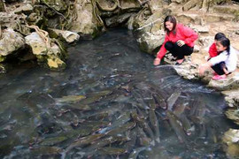 Giải mã sự thật về loài cá ở suối Cá Thần