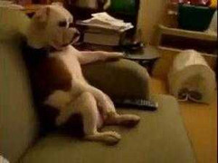 Phì cười clip chó ngồi xem TV như người