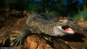 Cảnh tượng hãi hùng: Giòi và côn trùng xẻ thịt kỳ đà