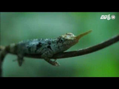 Thằn lằn mũi dài kì quái tuyệt chủng bỗng dưng tái xuất