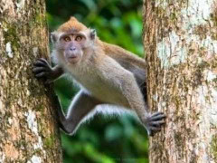 Video: Khỉ ma mãnh một mình lừa tát liên tiếp 2 con hổ