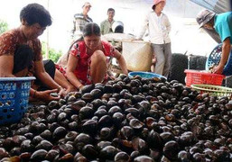 Người Hà Nội đổ xô săn ốc bươu vàng thu tiền triệu/ngày