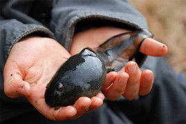 Bữa cơm nòng nọc trên Khau Tép