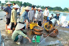 Công điện khẩn về hoạt động săn ốc bươu vàng