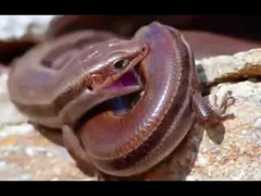 Clip: Rắn mối ác chiến, cắn chết đồng loại