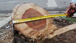 Táo tợn dùng cưa máy trộm sưa giữa Hà Nội