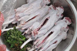 Chuột cống biến thành “đặc sản”