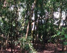 Người đàn ông treo cổ lơ lửng ở rừng tràm