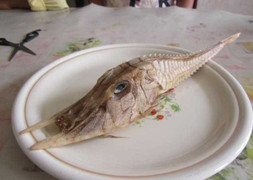 Thủy quái bí ẩn nhất từng bị con người bắt giữ